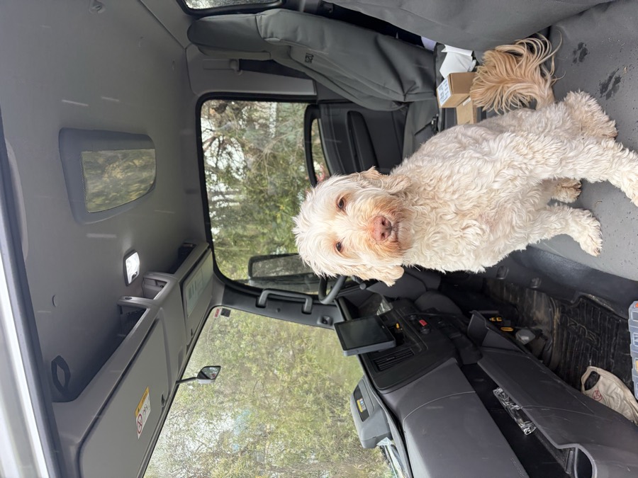 Elkie, a fluffy cream-coloured dog, sitting in the passenger seat of the work truck